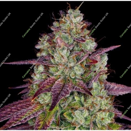 Mimosa EVO Feminized Marijuana Strain by Barneys Farm For Sale Online at Cannabis Seeds Outlet