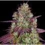 Mimosa EVO Feminized Marijuana Strain by Barneys Farm For Sale Online at Cannabis Seeds Outlet