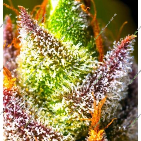 Mimosa Feminized Marijuana Strain by BSB Genetics For Sale Online at Cannabis Seeds Outlet