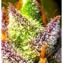 Mimosa Feminized Marijuana Strain by BSB Genetics For Sale Online at Cannabis Seeds Outlet