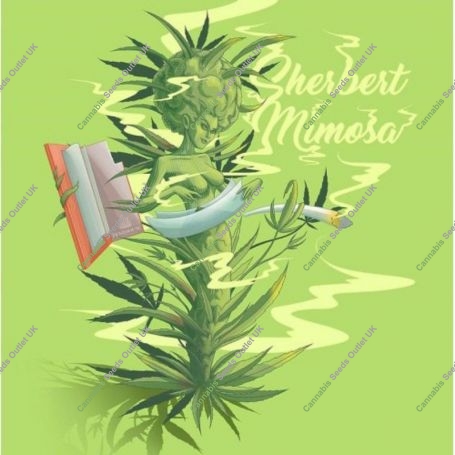 Sherbert Mimosa Feminized Marijuana Strain by Penthouse Seeds For Sale Online at Cannabis Seeds Outlet