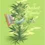 Sherbert Mimosa Feminized Marijuana Strain by Penthouse Seeds For Sale Online at Cannabis Seeds Outlet