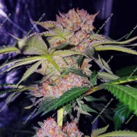 Mimosa Feminized Marijuana Strain by Professor Trichome For Sale Online at Cannabis Seeds Outlet