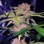 Mimosa Feminized Marijuana Strain by Professor Trichome For Sale Online at Cannabis Seeds Outlet