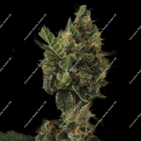 Cherry Grapefruit Auto Feminized Marijuana Strain by Kera Seeds For Sale Online at Cannabis Seeds Outlet