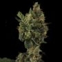 Cherry Grapefruit Auto Feminized Marijuana Strain by Kera Seeds For Sale Online at Cannabis Seeds Outlet