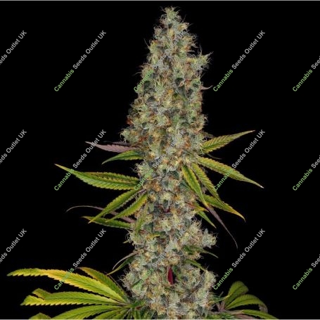 Rainbow Road Feminized Marijuana Strain by Paradise Seeds For Sale Online at Cannabis Seeds Outlet