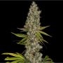 Rainbow Road Feminized Marijuana Strain by Paradise Seeds For Sale Online at Cannabis Seeds Outlet