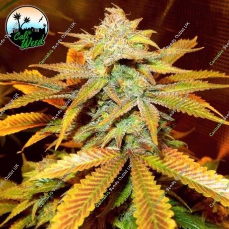 Cali Glue Feminized Marijuana Strain by Cali Weed For Sale Online at Cannabis Seeds Outlet