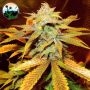 Cali Glue Feminized Marijuana Strain by Cali Weed For Sale Online at Cannabis Seeds Outlet