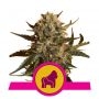 Mother Gorilla Feminized Marijuana Strain by Royal Queen Seeds For Sale Online at Cannabis Seeds Outlet