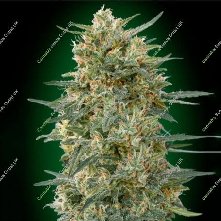 Gorilla Fast Feminized Marijuana Strain by OO Seeds For Sale Online at Cannabis Seeds Outlet