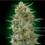 Gorilla Fast Feminized Marijuana Strain by OO Seeds For Sale Online at Cannabis Seeds Outlet