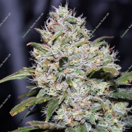 Gorilla Glue Auto Feminized Marijuana Strain by Kera Seeds For Sale Online at Cannabis Seeds Outlet