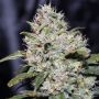 Gorilla Glue Auto Feminized Marijuana Strain by Kera Seeds For Sale Online at Cannabis Seeds Outlet
