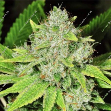 Original Glue Auto Feminized Marijuana Strain by Nirvana For Sale Online at Cannabis Seeds Outlet