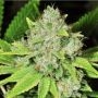 Original Glue Auto Feminized Marijuana Strain by Nirvana For Sale Online at Cannabis Seeds Outlet