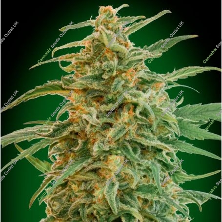 Gorilla Auto Feminized Marijuana Strain by OO Seeds For Sale Online at Cannabis Seeds Outlet