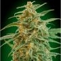 Gorilla Auto Feminized Marijuana Strain by OO Seeds For Sale Online at Cannabis Seeds Outlet