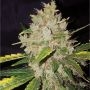Gorilla Glue No4 Auto Feminized Marijuana Strain by Professor Trichome For Sale Online at Cannabis Seeds Outlet