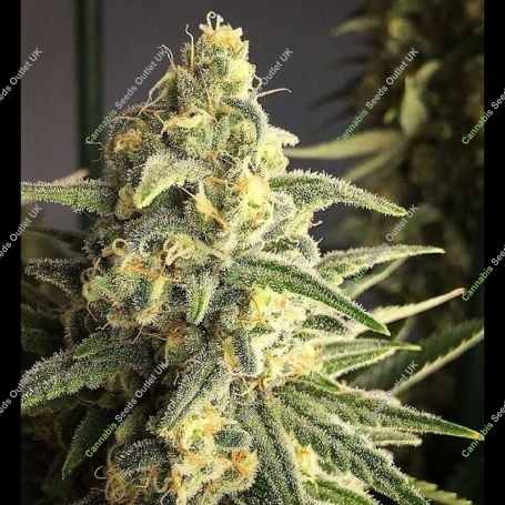 Back To The Future No2 Auto Feminized Marijuana Strain by TasteBudz For Sale Online at Cannabis Seeds Outlet