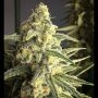 Back To The Future No2 Auto Feminized Marijuana Strain by TasteBudz For Sale Online at Cannabis Seeds Outlet