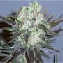 GG 48 Auto Feminized Marijuana Strain by Nirvana For Sale Online at Cannabis Seeds Outlet