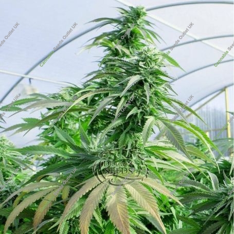 Komodo Glue Feminized Marijuana Strain by Dragon Seeds For Sale Online at Cannabis Seeds Outlet