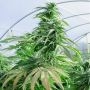 Komodo Glue Feminized Marijuana Strain by Dragon Seeds For Sale Online at Cannabis Seeds Outlet