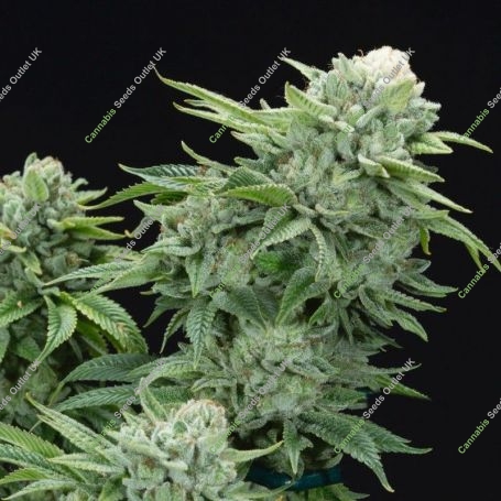 Gorilla Glue Feminized Marijuana Strain by Elev8 Seeds For Sale Online at Cannabis Seeds Outlet