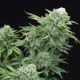 Gorilla Glue Feminized Marijuana Strain by Elev8 Seeds For Sale Online at Cannabis Seeds Outlet