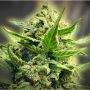 Back To The Future No2 Feminized Marijuana Strain by TasteBudz For Sale Online at Cannabis Seeds Outlet