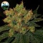 Strawberry Gelato Feminized Marijuana Strain by Cali Weed For Sale Online at Cannabis Seeds Outlet