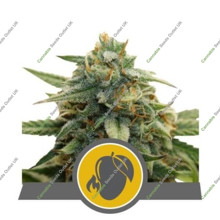 Mango Crunch Regular Marijuana Strain by Royal Queen Seeds For Sale Online at Cannabis Seeds Outlet
