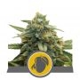 Mango Crunch Regular Marijuana Strain by Royal Queen Seeds For Sale Online at Cannabis Seeds Outlet