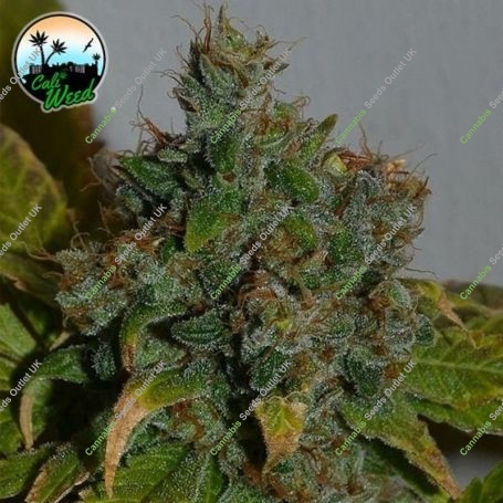 Strawberry Gelato Auto Feminized Marijuana Strain by Cali Weed For Sale Online at Cannabis Seeds Outlet
