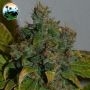 Strawberry Gelato Auto Feminized Marijuana Strain by Cali Weed For Sale Online at Cannabis Seeds Outlet