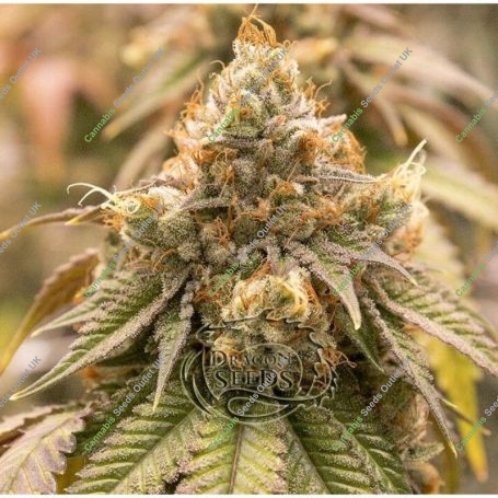 Sweet Fang Lemon Auto Feminized Marijuana Strain by Dragon Seeds For Sale Online at Cannabis Seeds Outlet