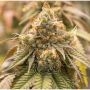 Sweet Fang Lemon Auto Feminized Marijuana Strain by Dragon Seeds For Sale Online at Cannabis Seeds Outlet