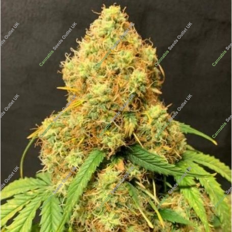 Orange Cookies Auto Feminized Marijuana Strain by TasteBudz For Sale Online at Cannabis Seeds Outlet