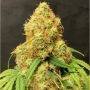 Orange Cookies Auto Feminized Marijuana Strain by TasteBudz For Sale Online at Cannabis Seeds Outlet