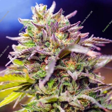 Skunk No 1 Regular Marijuana Strain by Nirvana For Sale Online at Cannabis Seeds Outlet