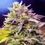 Skunk No 1 Regular Marijuana Strain by Nirvana For Sale Online at Cannabis Seeds Outlet