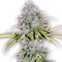 Blue Dream Female Outlet Cannabis Seeds
