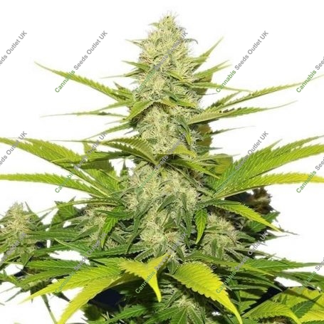 Skunk No 1 Auto Feminized Marijuana Strain by Nirvana For Sale Online at Cannabis Seeds Outlet