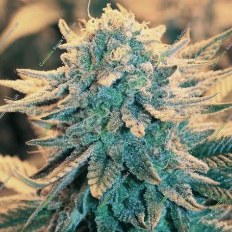 B 52 Feminized Marijuana Strain by Nirvana For Sale Online at Cannabis Seeds Outlet