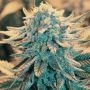 B 52 Feminized Marijuana Strain by Nirvana For Sale Online at Cannabis Seeds Outlet