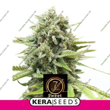 Sweet Seven Eleven Feminized Marijuana Strain by Kera Seeds For Sale Online at Cannabis Seeds Outlet