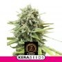 Sweet Seven Eleven Feminized Marijuana Strain by Kera Seeds For Sale Online at Cannabis Seeds Outlet