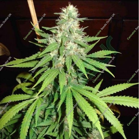 Top44 Auto Feminized Marijuana Strain by Nirvana For Sale Online at Cannabis Seeds Outlet